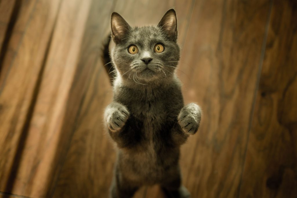 Cat standing on her two paws