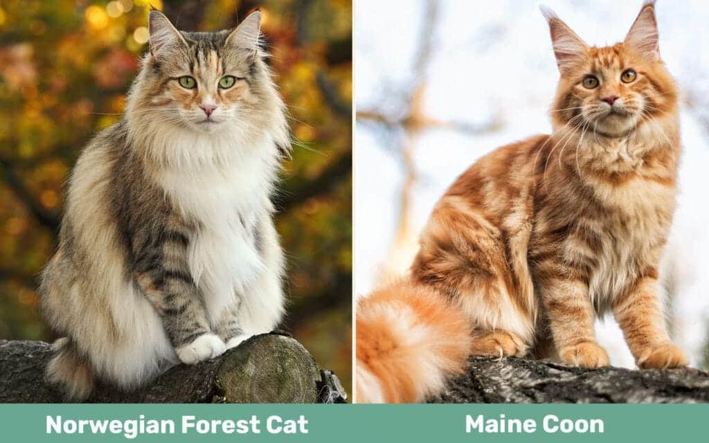 Two cats: Norwegian Forest Cat in left and Maine Coon cat in right