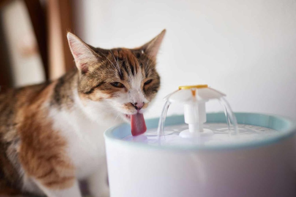 Cat drinking from water dispenser
