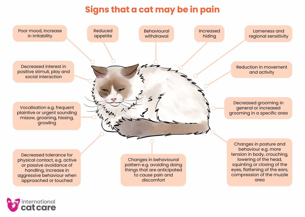 signs of pain in cats