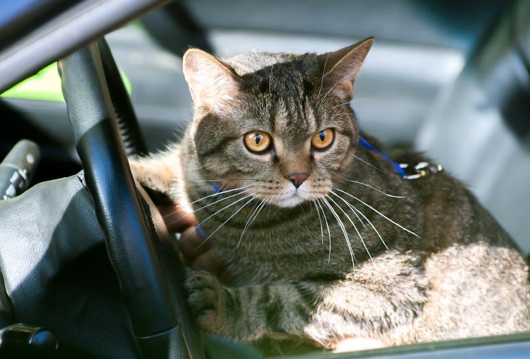 Cat in a car 