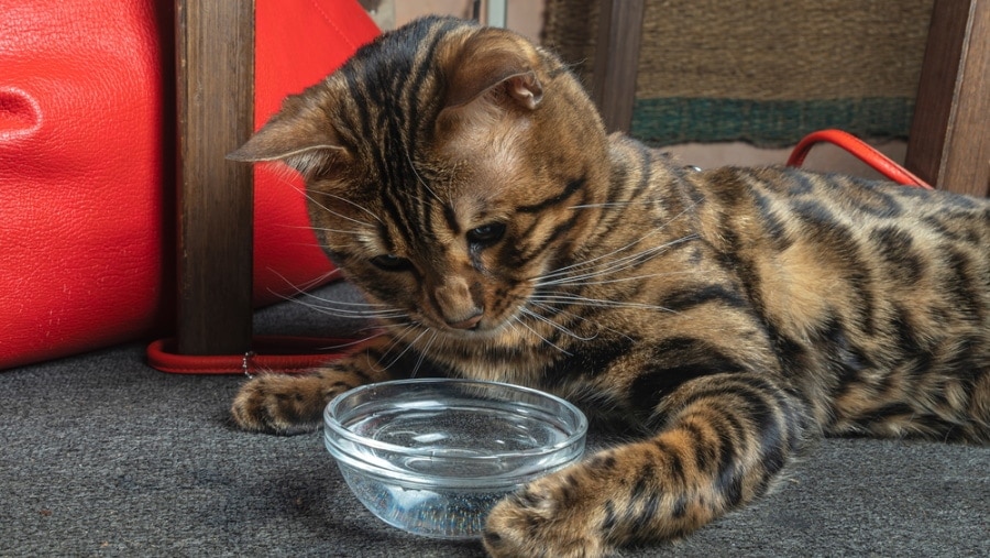 Bengal Cat staring at her water bowl