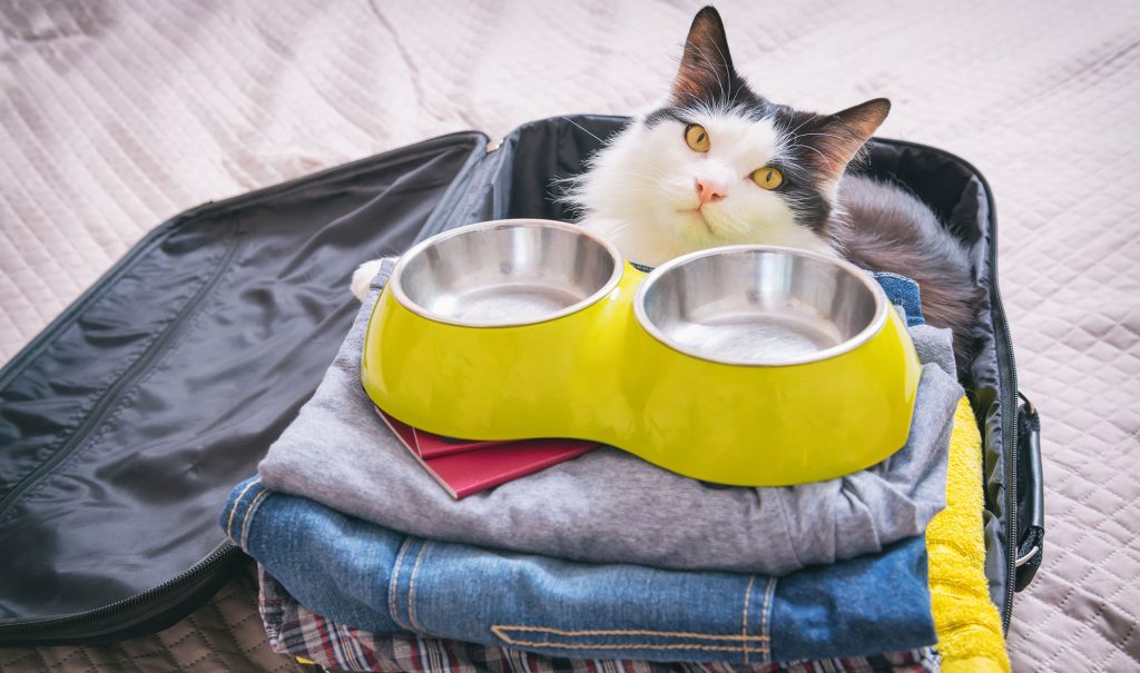 Cat in a travelling bag with an empty food bowl