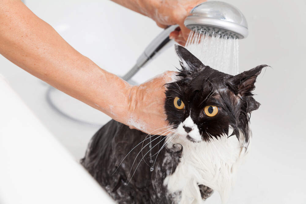 Cat taking bath