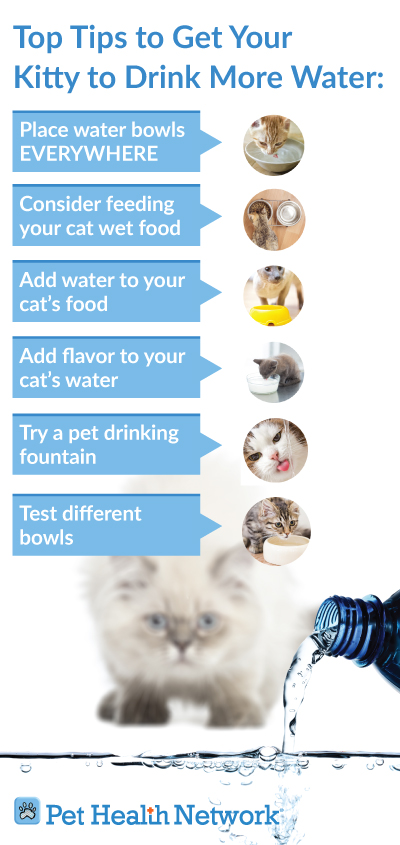 Tips to re-hydrate your cat 