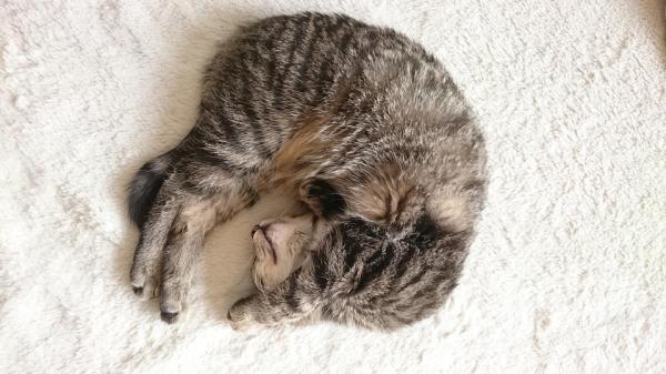 cat sleeping in round