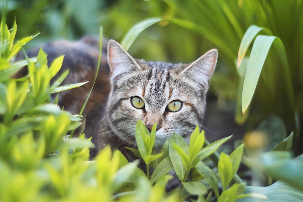 Cat hidden in bushes