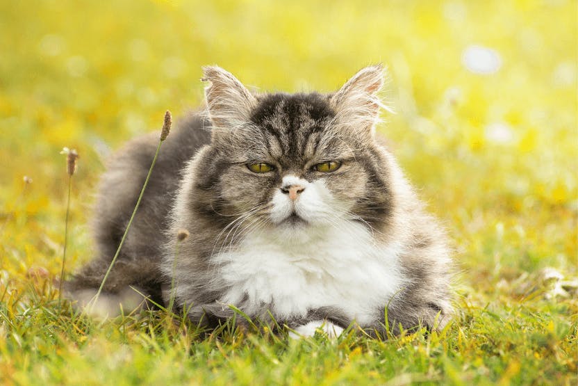 Older cat sitting on grass