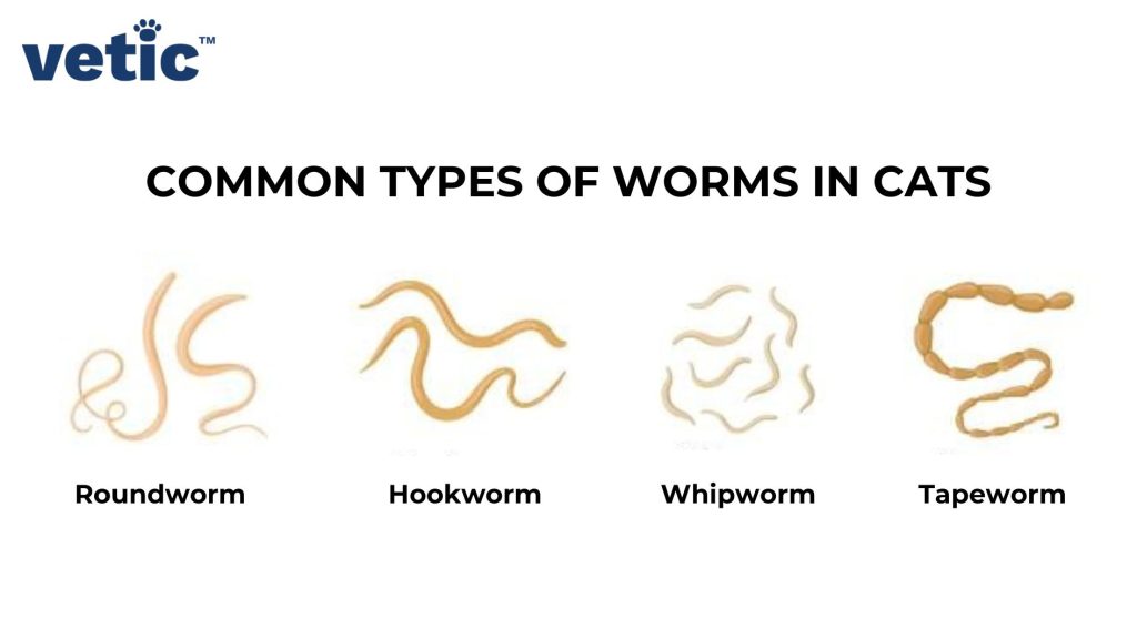 Types of worm in cats