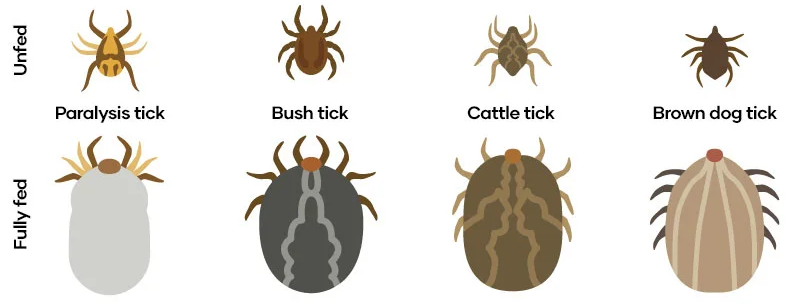 Type of ticks in cats