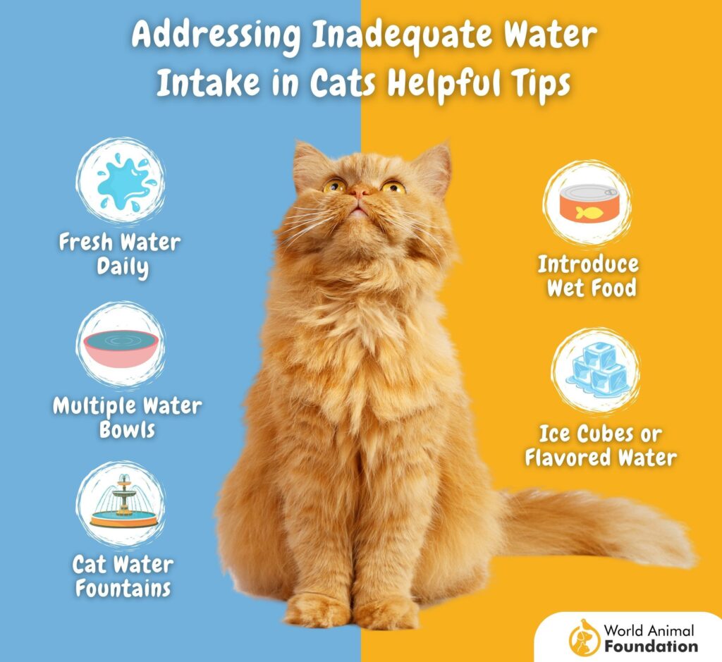Water intake in cats - helpful tips