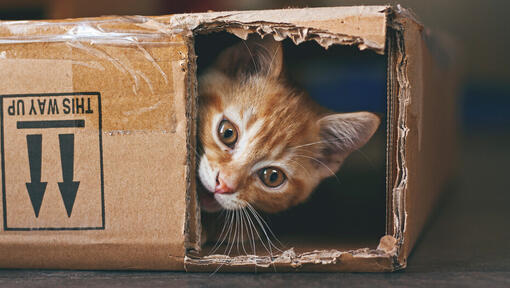 Cat in a cardbox