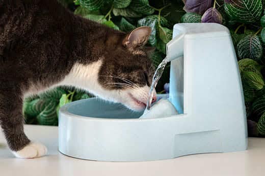 Cat drinking clean water from the fountain
