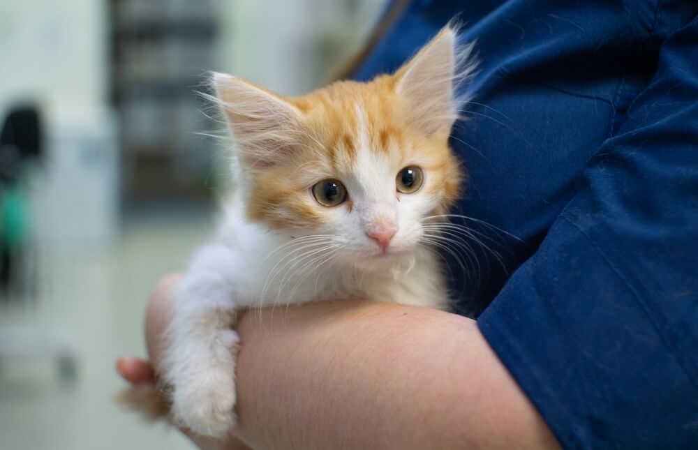 Cat in arms of vet