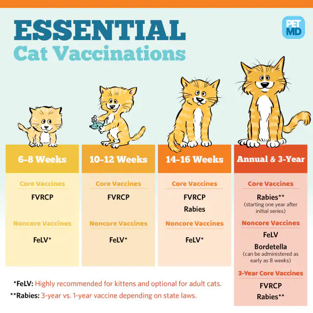 Cat Immunization chart according to age