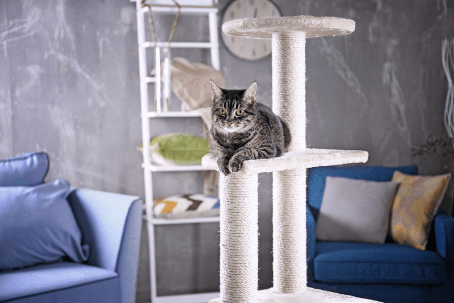 Cat's relaxation room design 