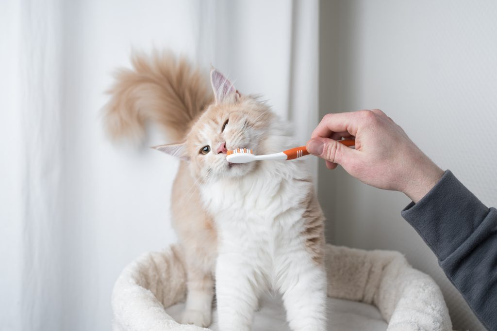 Owner brushing cat's teeth for her dental health