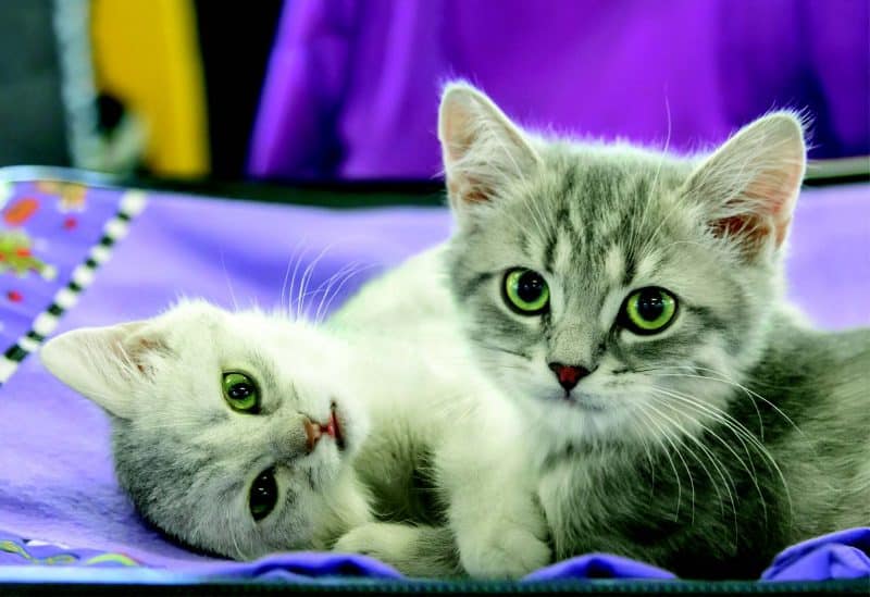 Two grey kittens playing