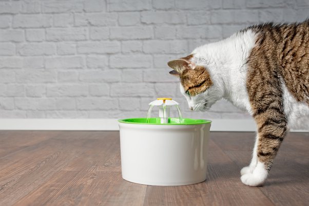 giving water fountain to cat - encourage her to drink water