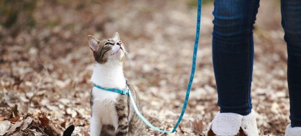 Cat with the leash looking at her owner
