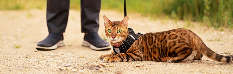 Leopard cat with the leash