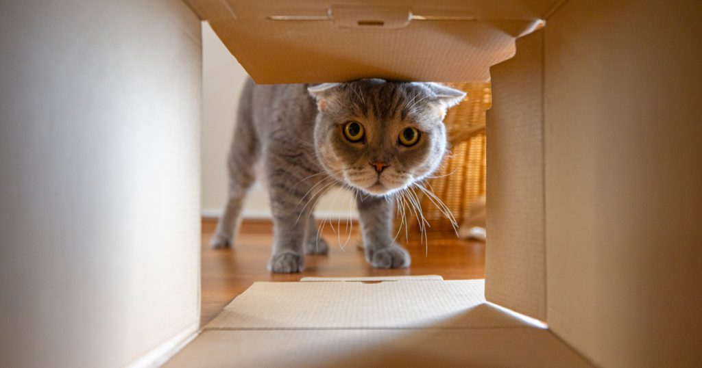 Cat looking inside the cardbox