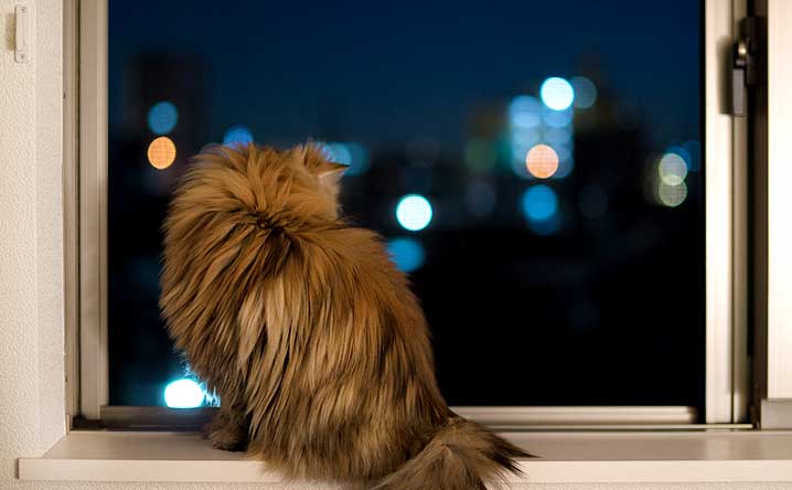 Cat sitting in window, watching the night view