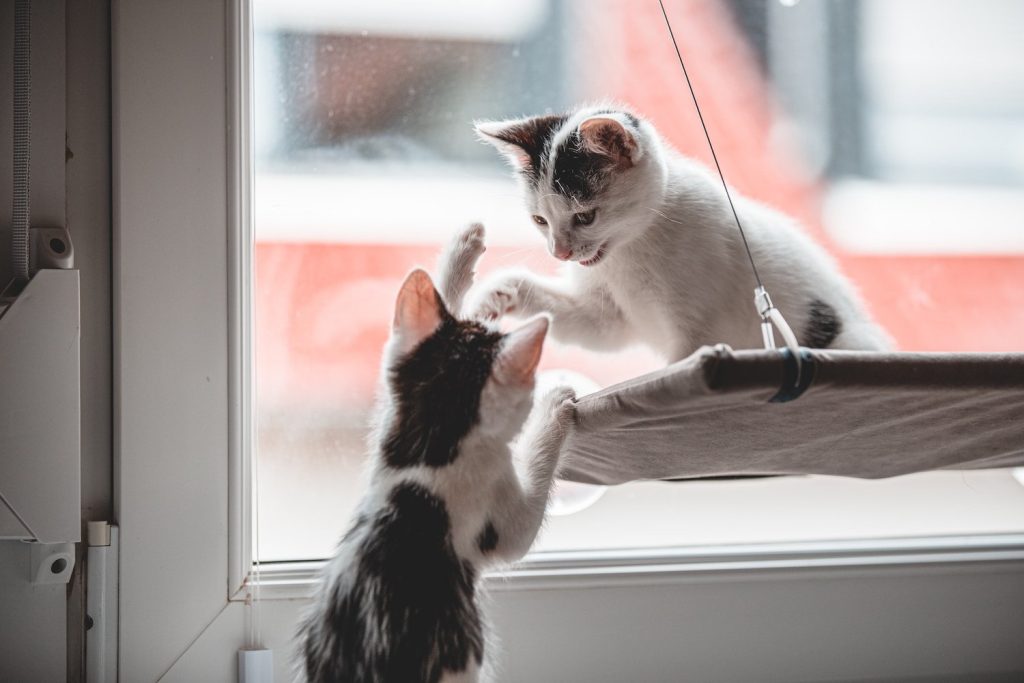 Two cats playing