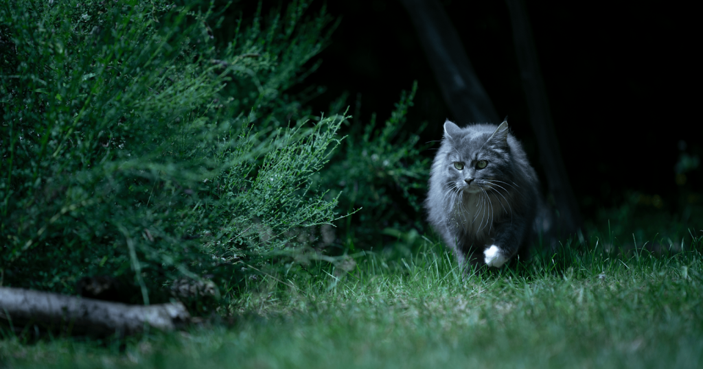 Cat roaming in garden at night