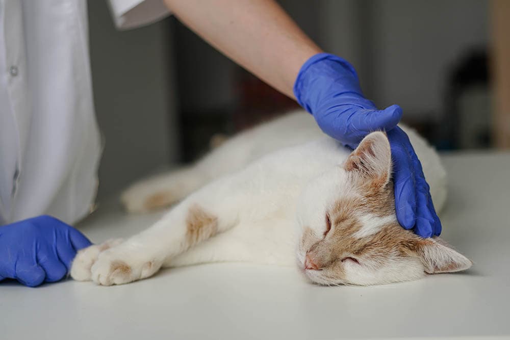 Cat sleeping at vet