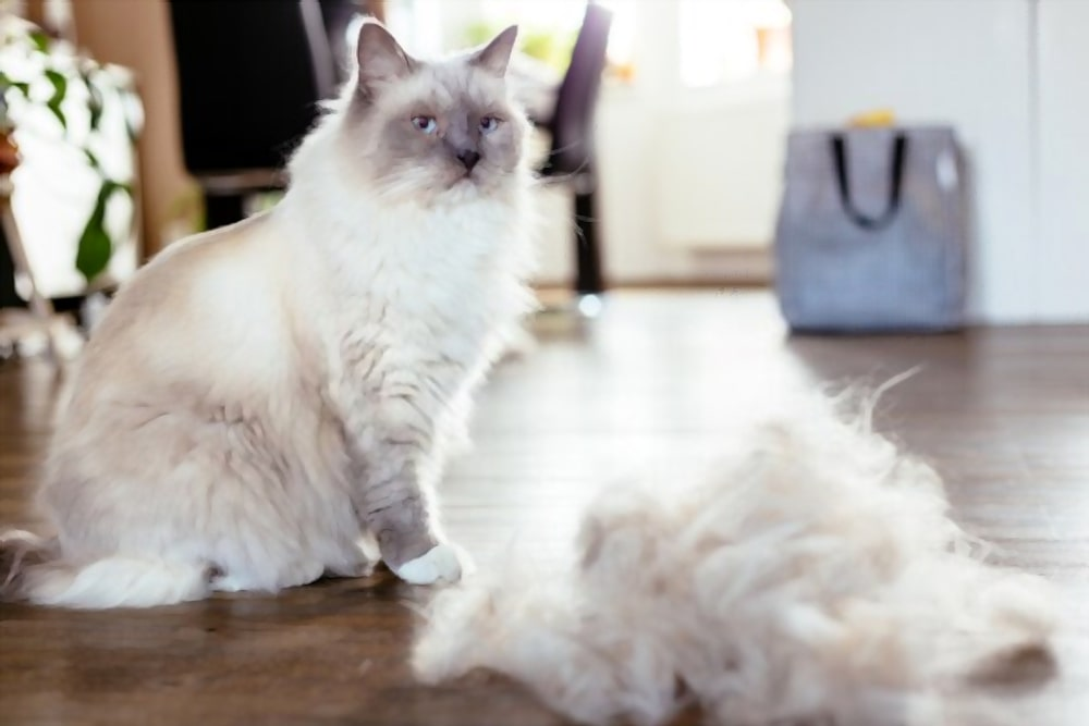 Amount of hair ragdoll shed